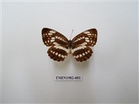 藏品(黑星環蛺蝶)的圖片